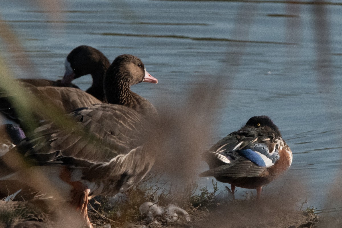 Northern Shoveler - ML645009382