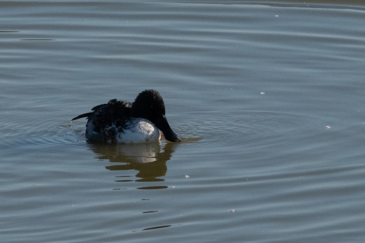 Northern Shoveler - ML645009383