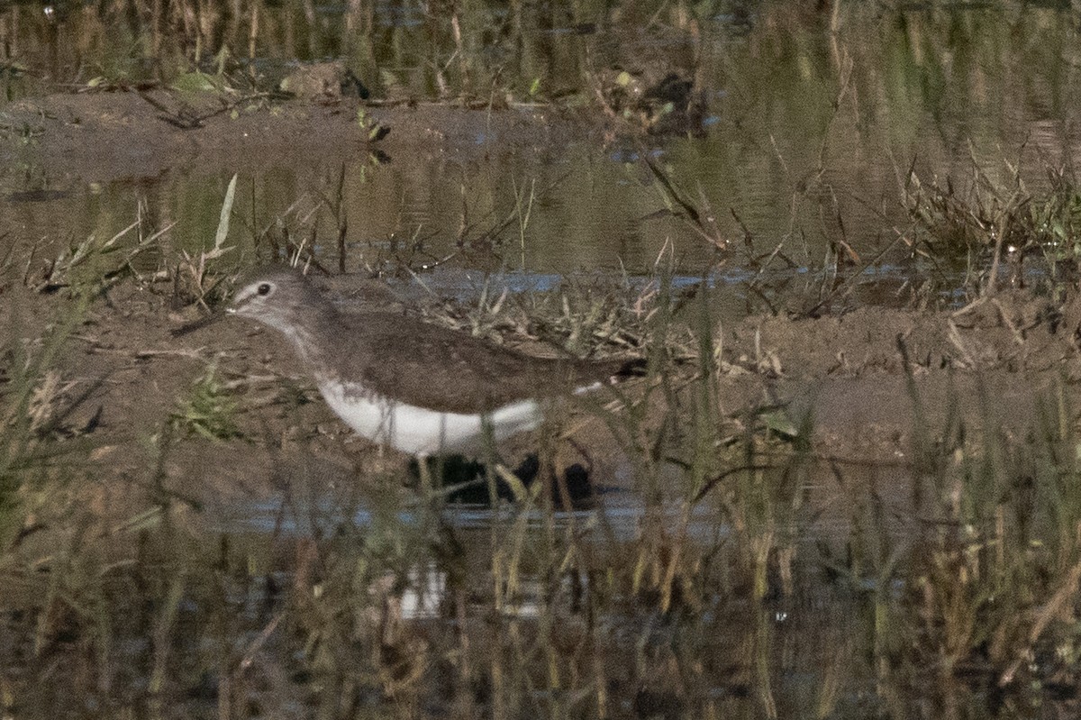 Green Sandpiper - ML645009391