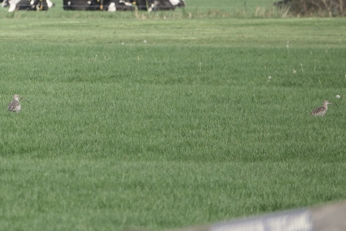 Большой кроншнеп - ML645009392