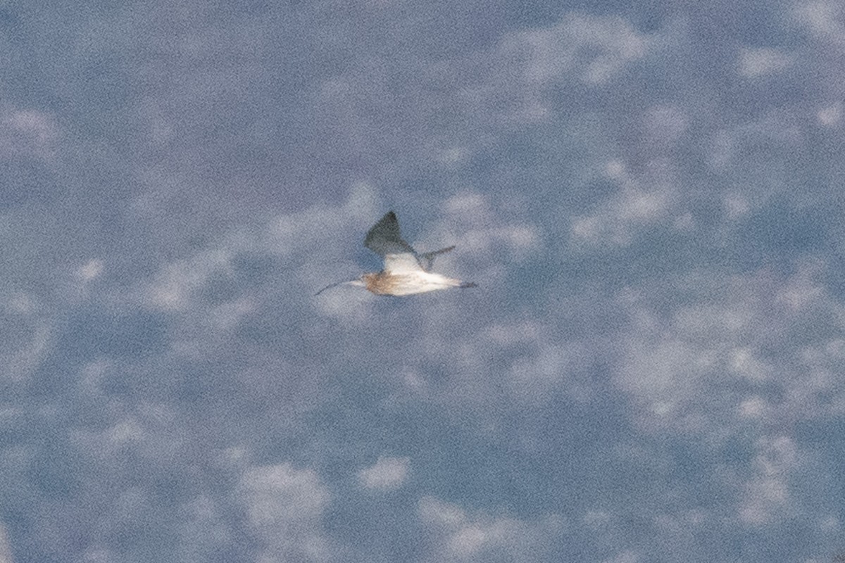 Eurasian Curlew - ML645009393