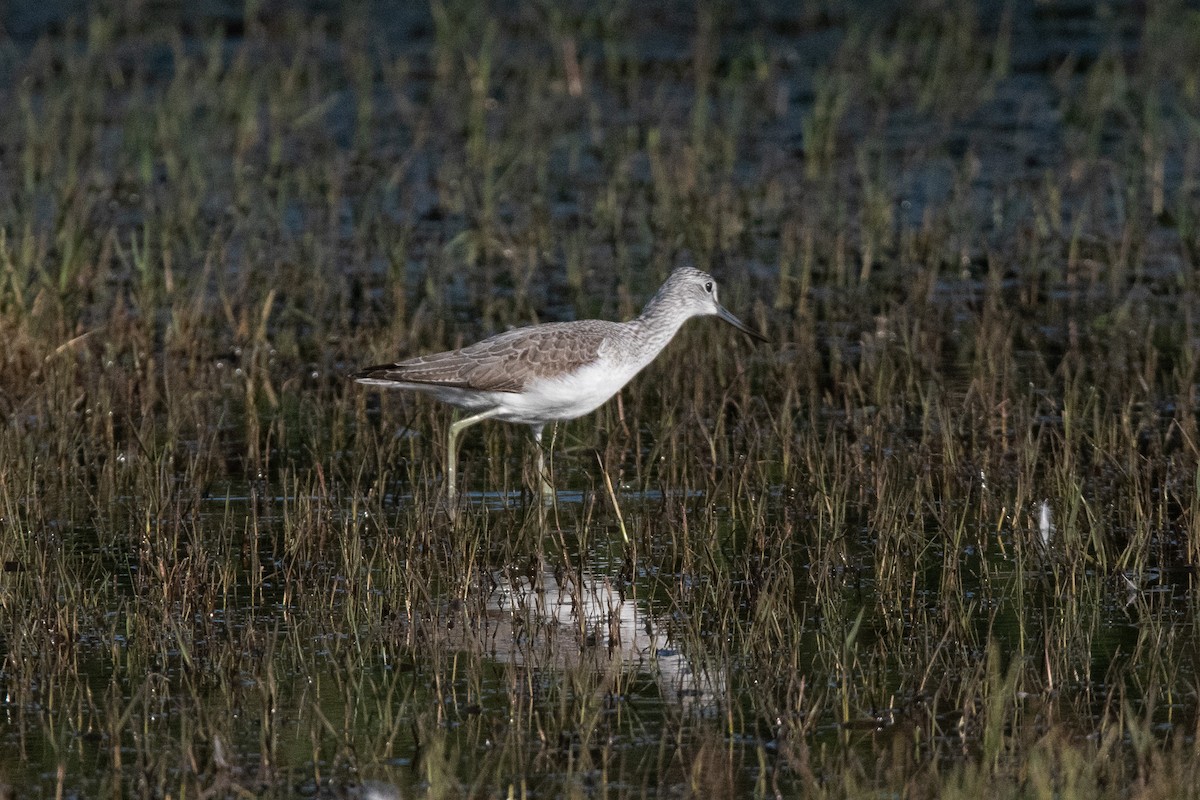 Common Greenshank - ML645009395