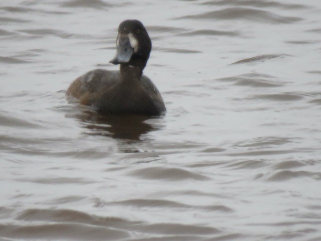 Морская чернеть - ML645009403