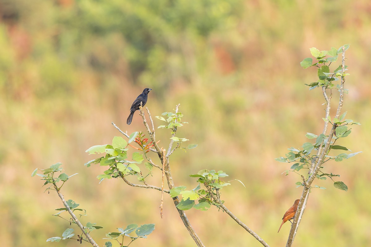 White-lined Tanager - ML645009411