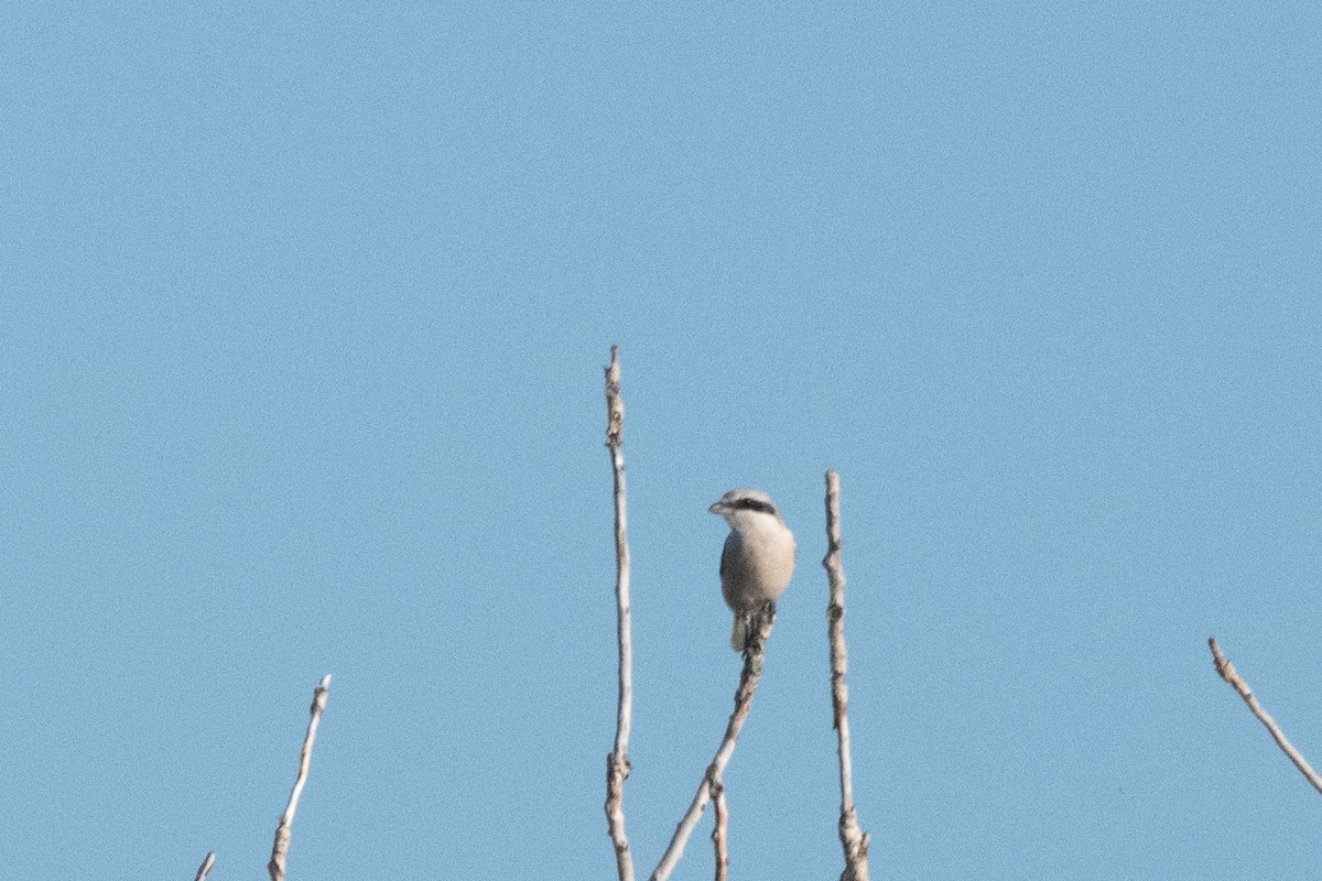 Great Gray Shrike - ML645009424