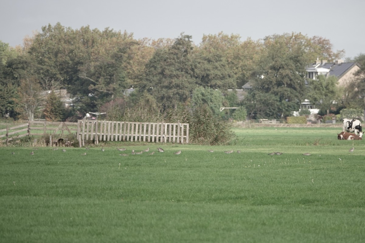 Большой кроншнеп - ML645009434