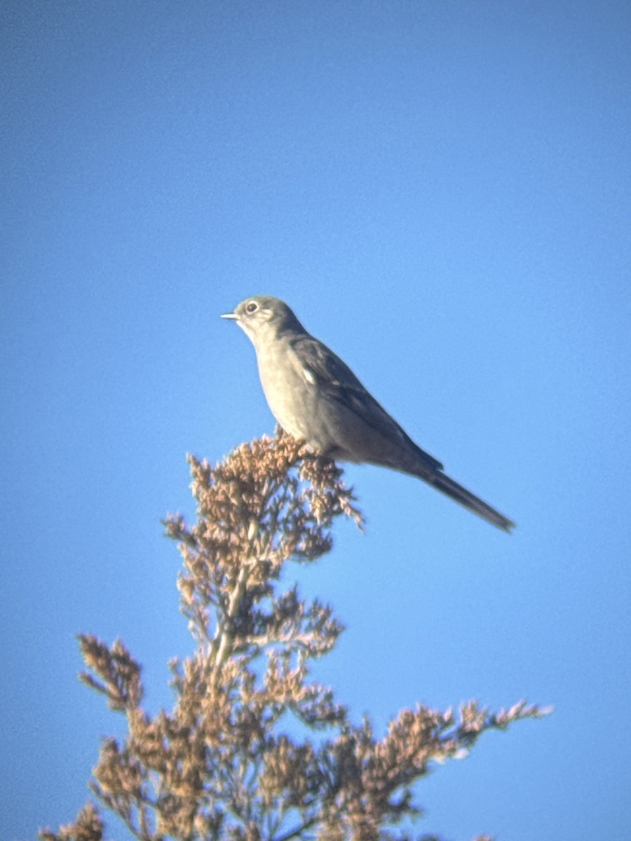 Townsend's Solitaire - ML645009443