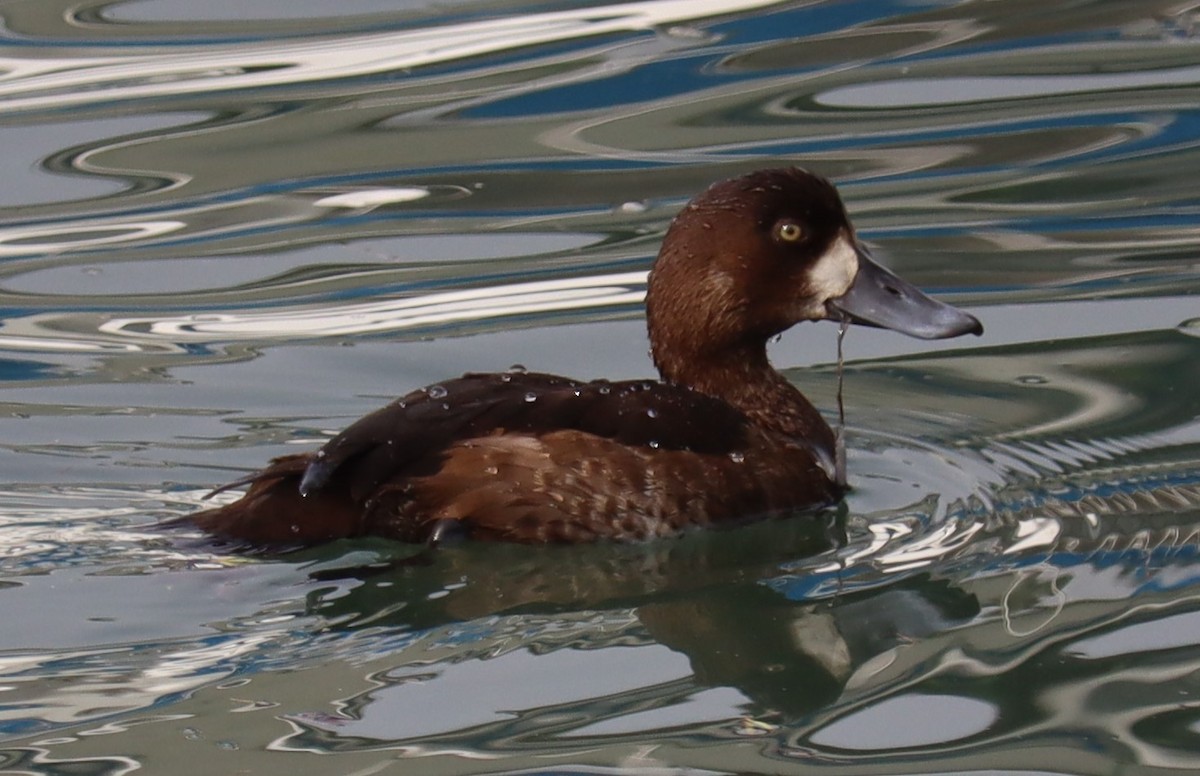 Морская чернеть - ML645009444