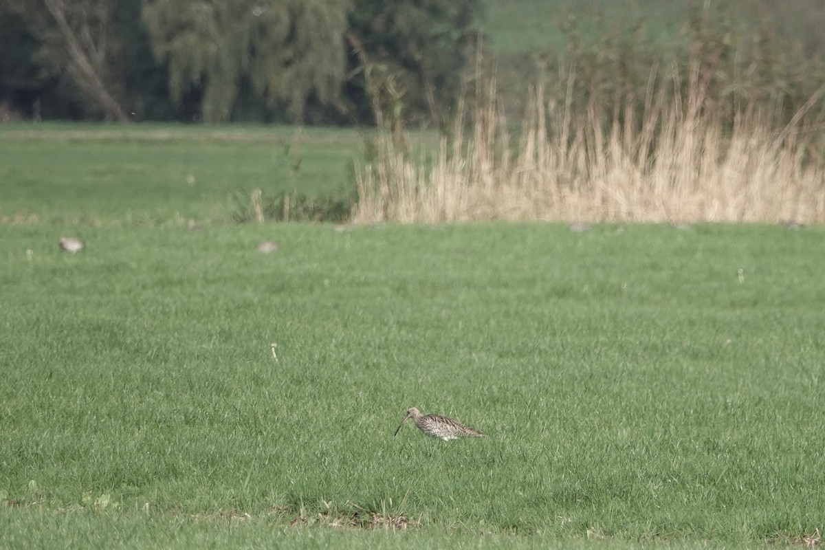 Большой кроншнеп - ML645009488