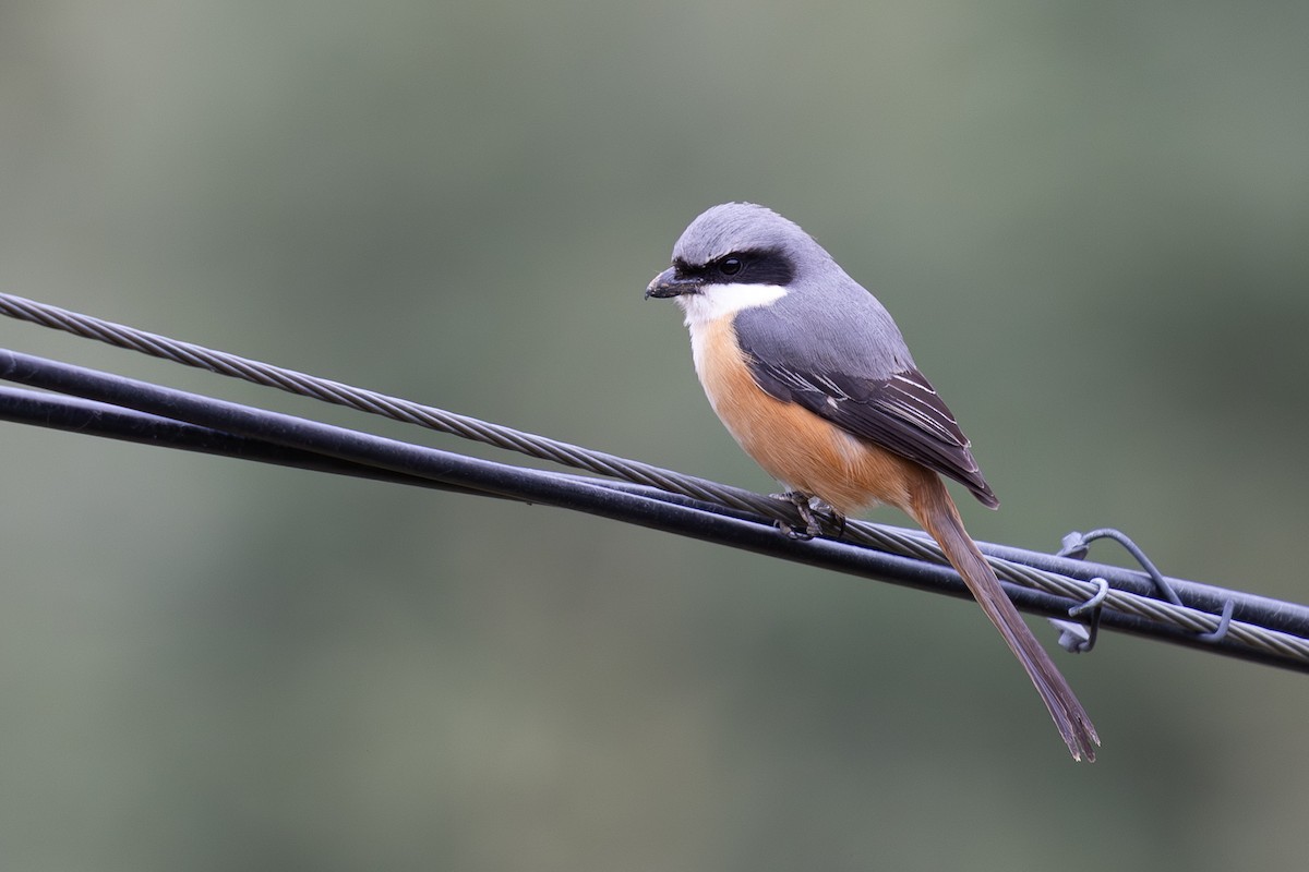 Gray-backed Shrike - ML645009509