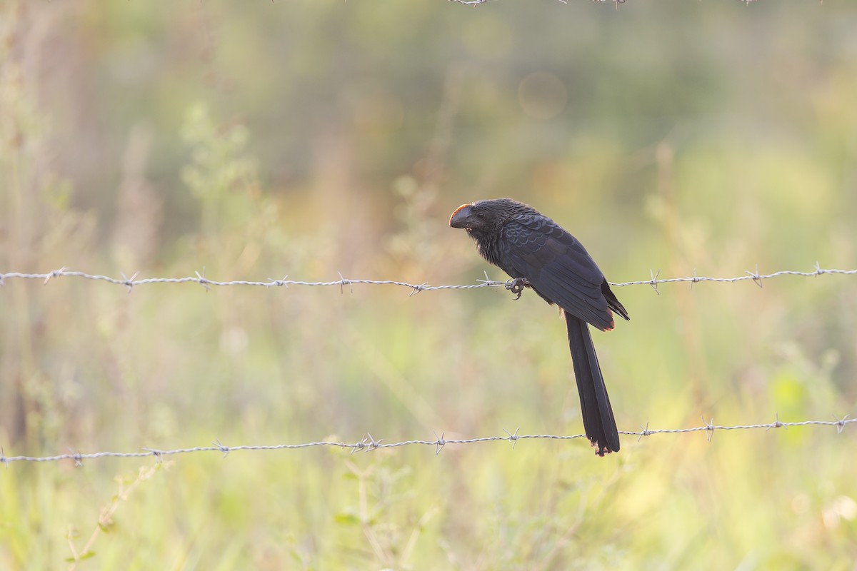 ani tlustozobá - ML645009510