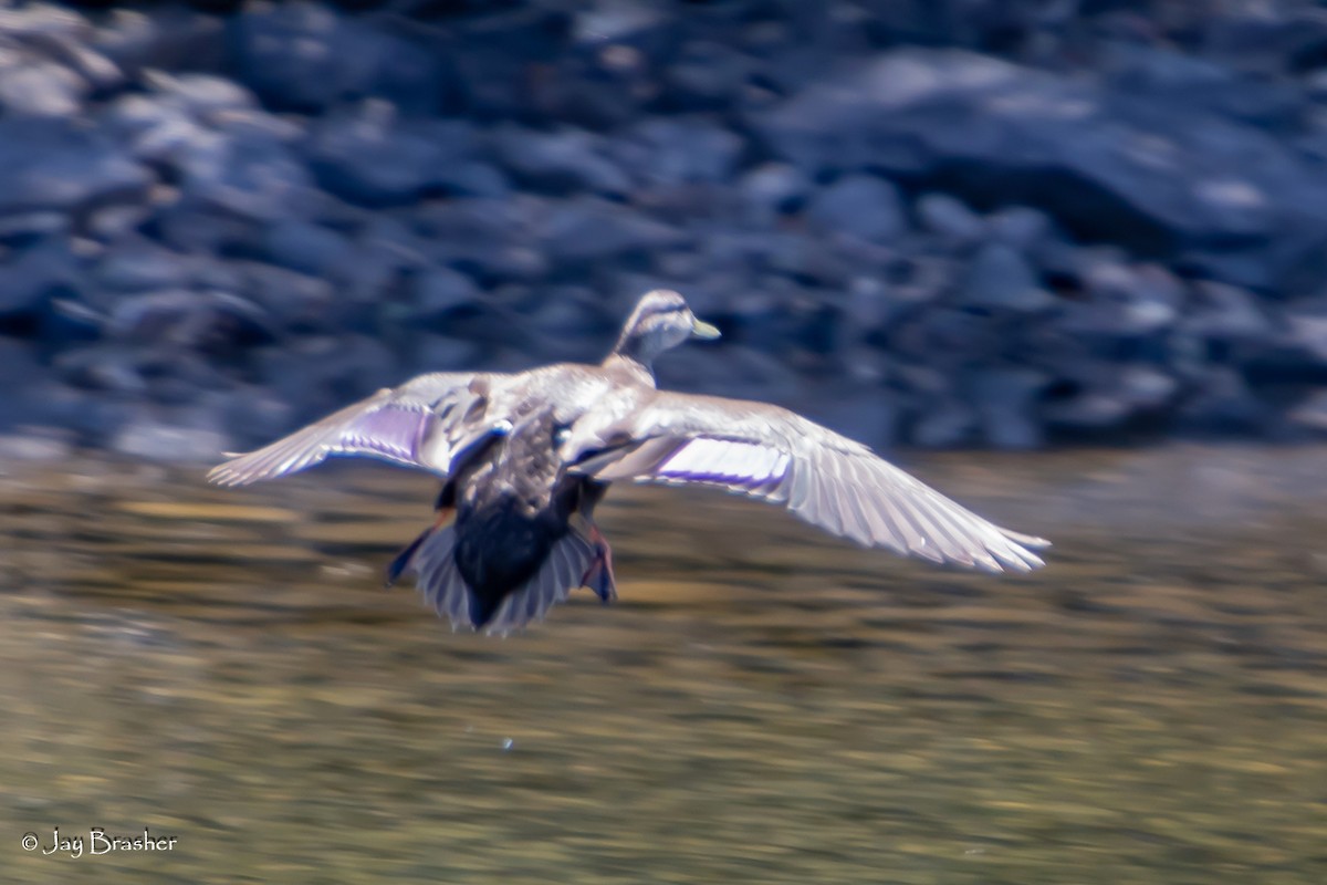 Ahate iluna - ML645009539