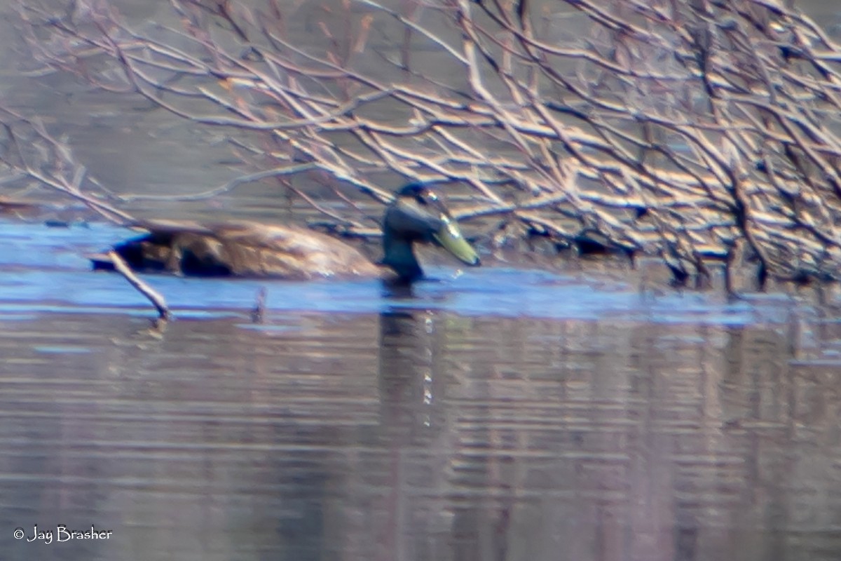 Ahate iluna - ML645009540