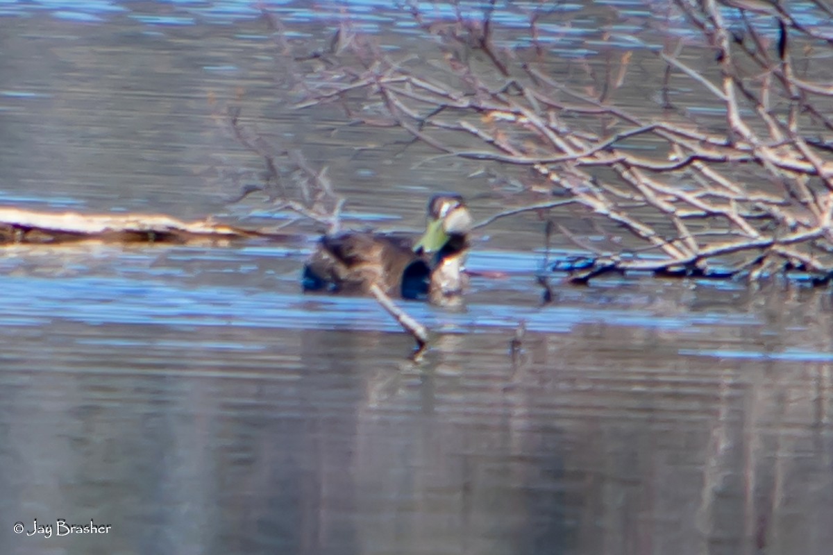 Ahate iluna - ML645009541