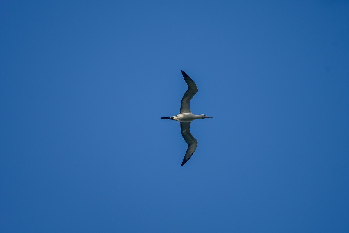 Abbotttölpel - ML645009550