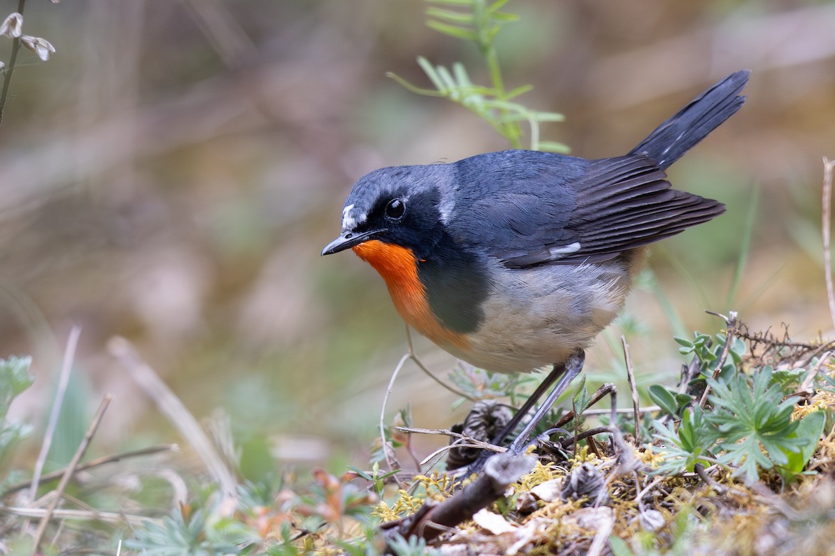 Firethroat - ML645009561