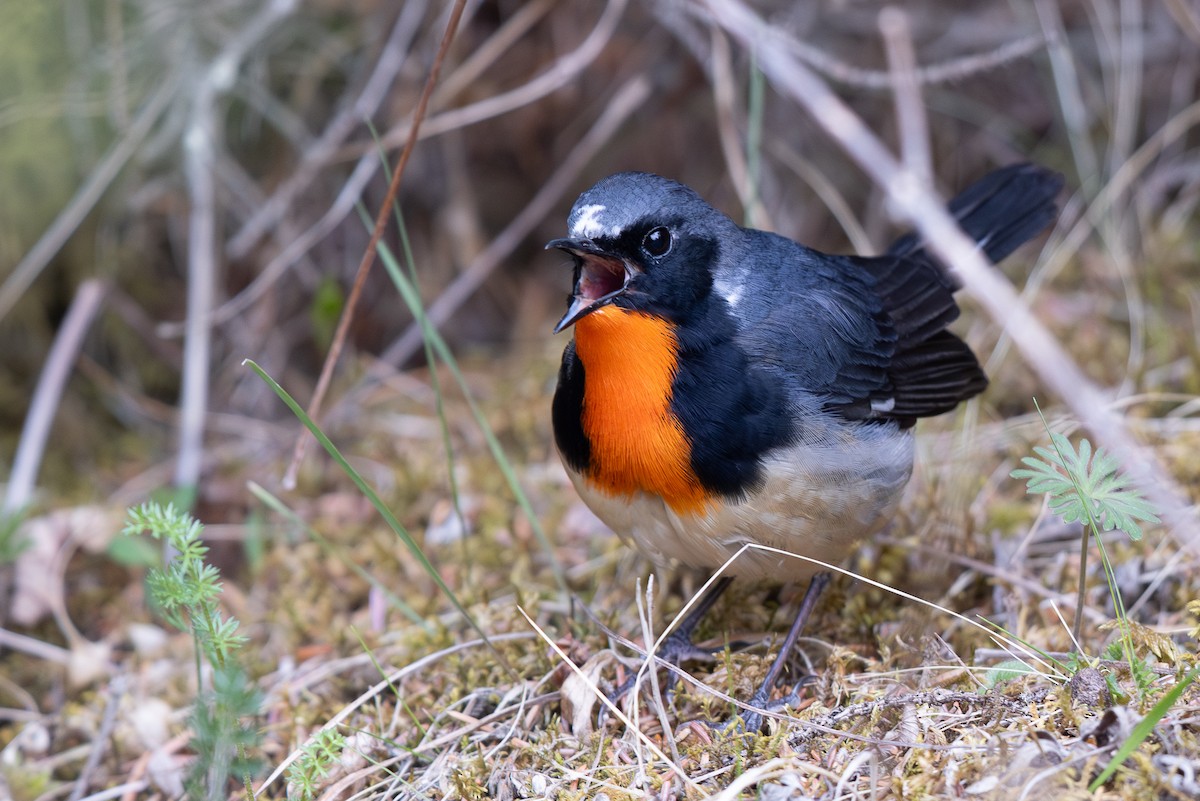 Firethroat - ML645009562