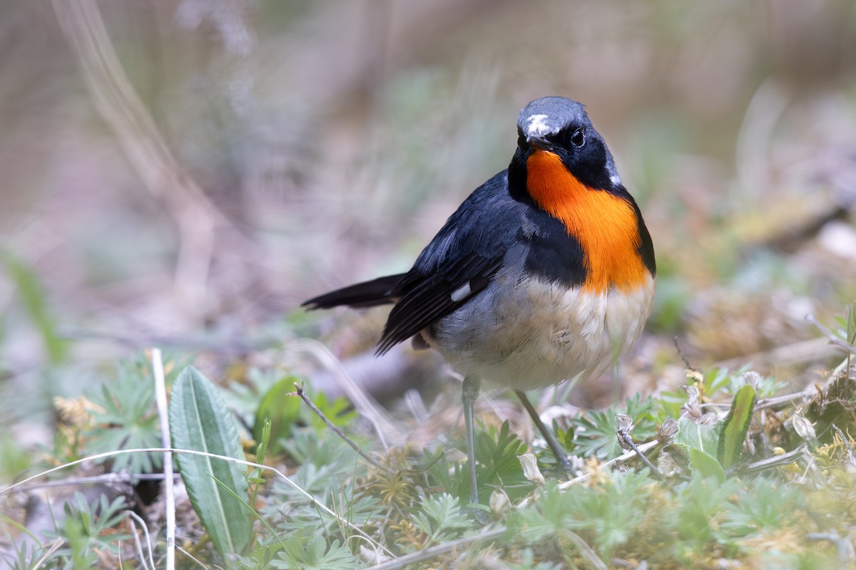 Firethroat - ML645009563