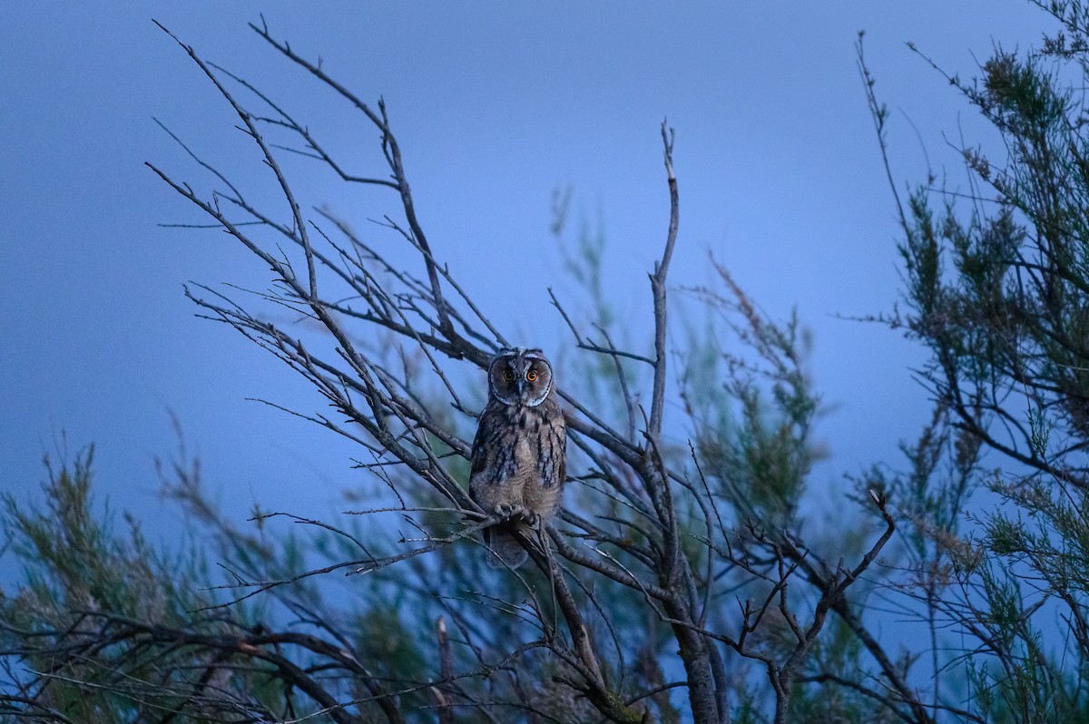 Waldohreule - ML645009582