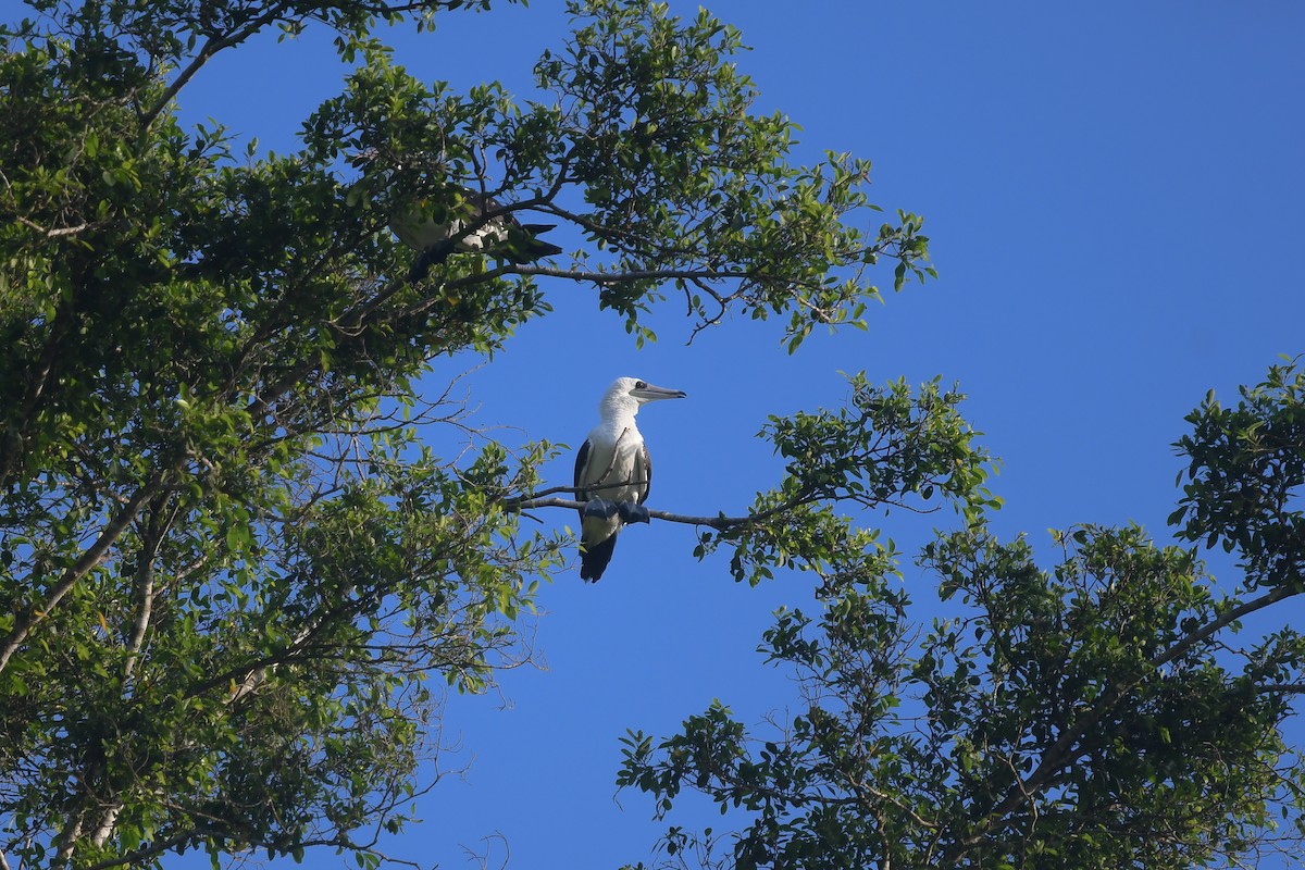 Abbotttölpel - ML645009590