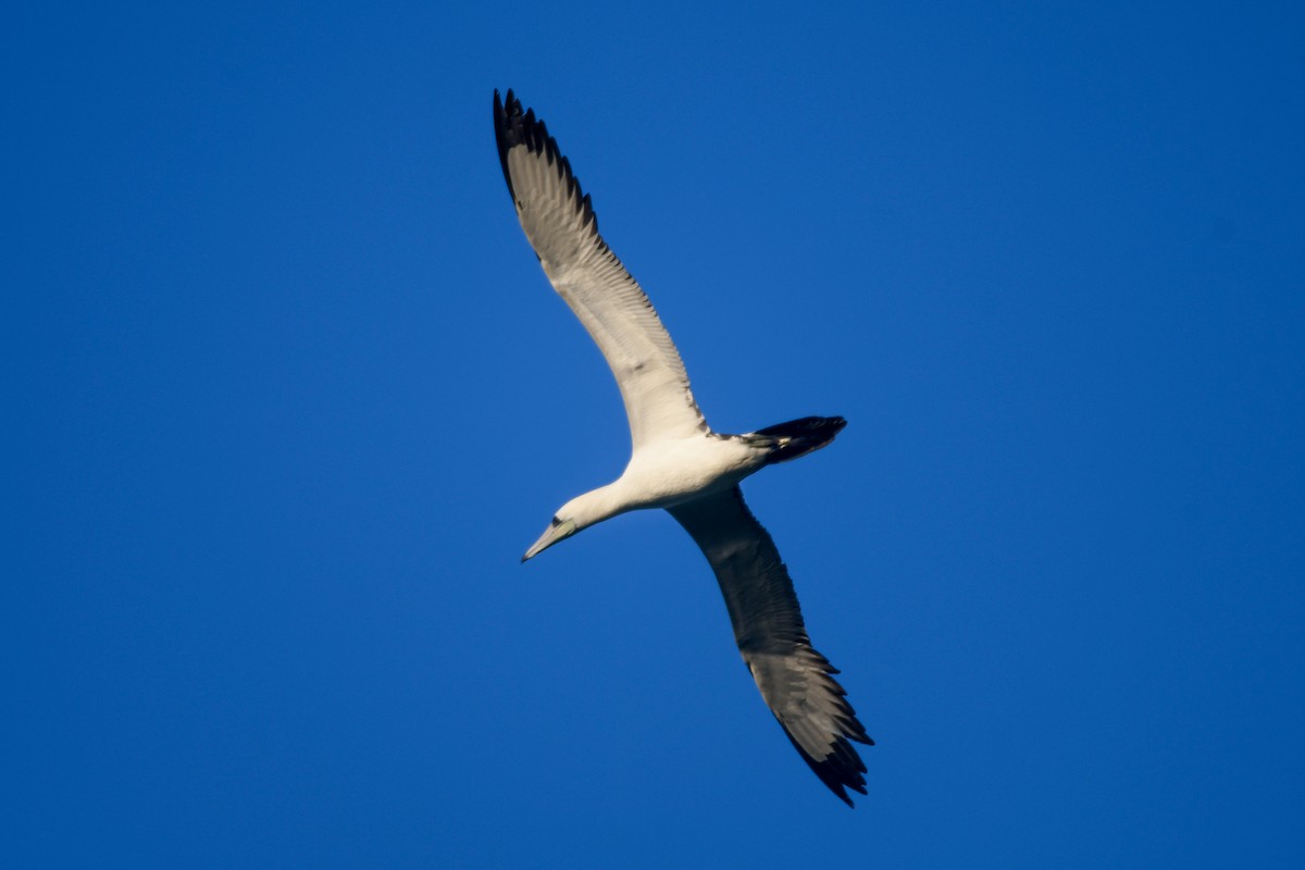 Abbotttölpel - ML645009598