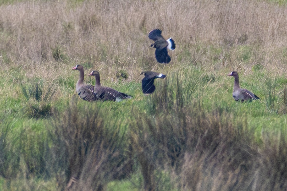 Greater White-fronted Goose - ML645009603