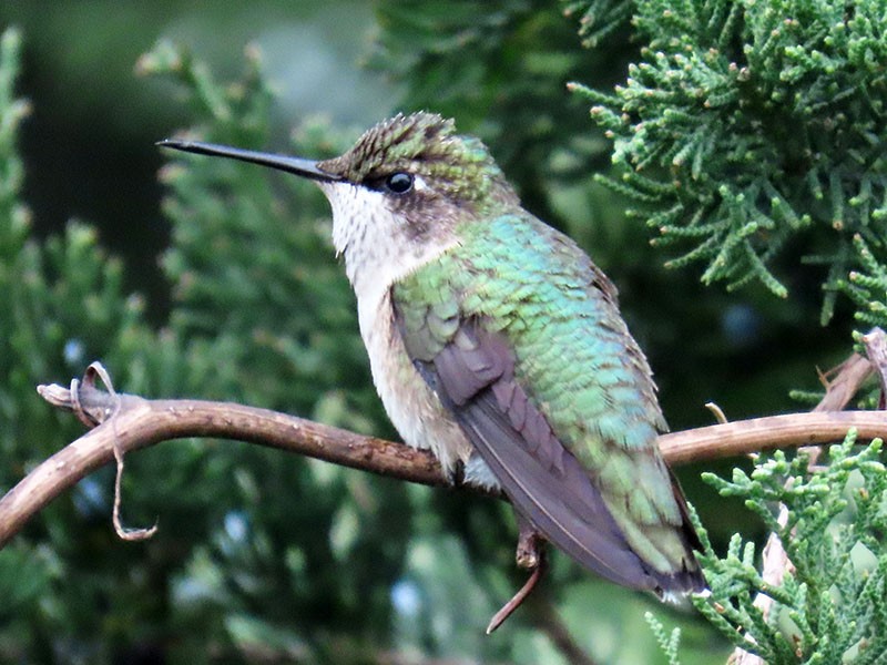 Колібрі рубіновогорлий - ML645009604