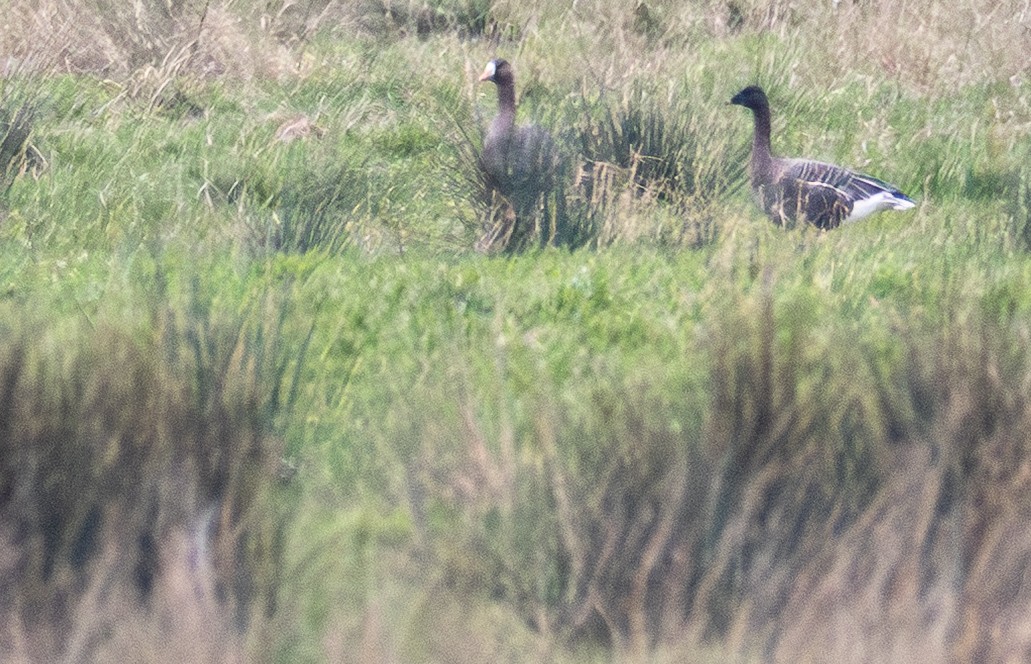 Pink-footed Goose - ML645009610