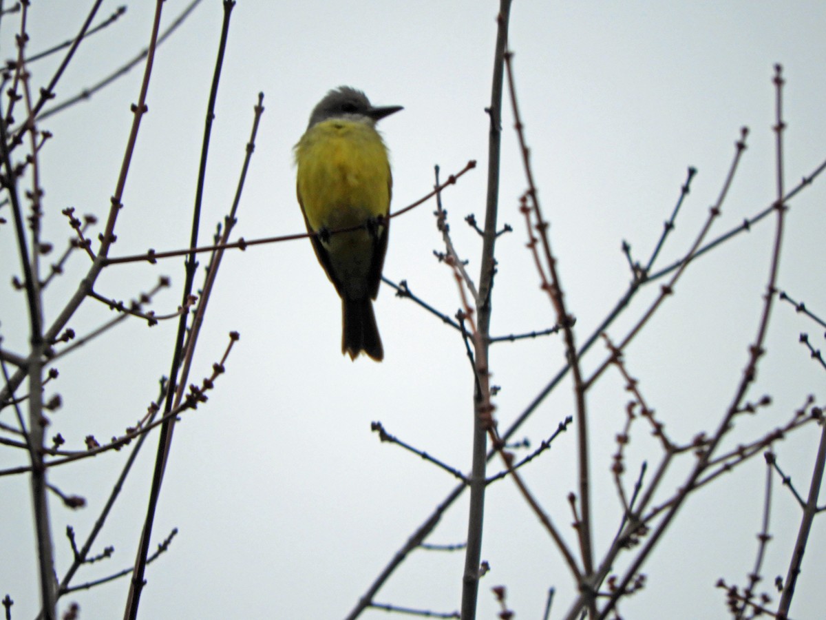 Tropical Kingbird - ML645009614