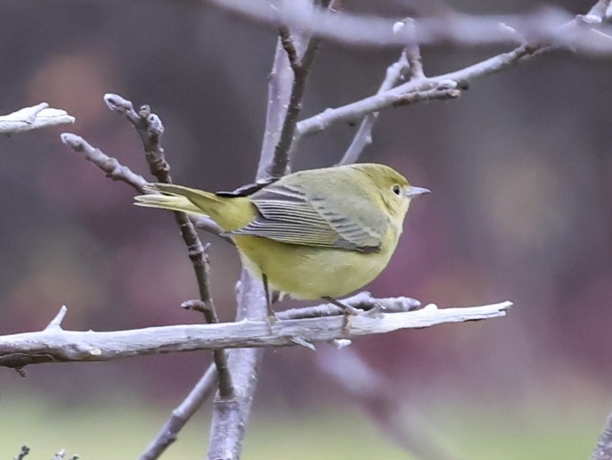 Northern Yellow Warbler - ML645009625