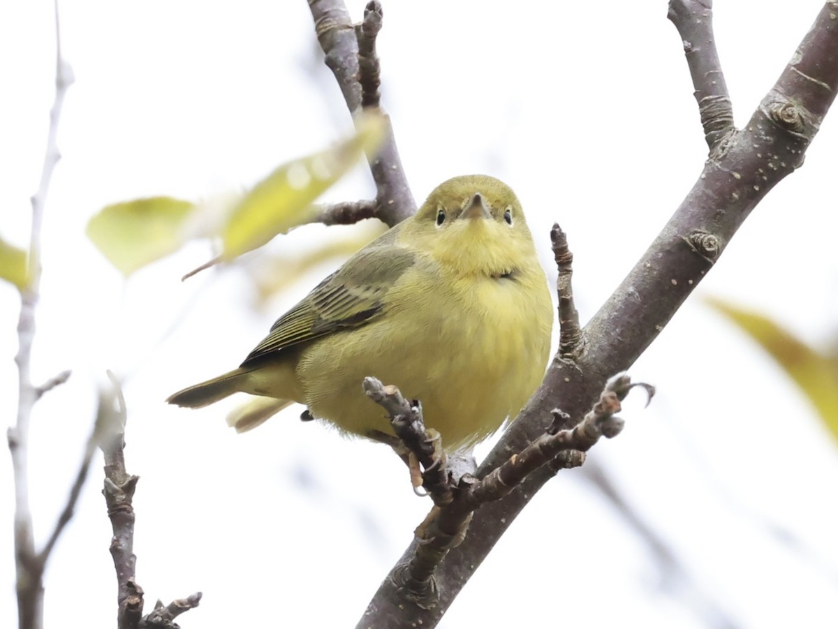 Northern Yellow Warbler - ML645009626