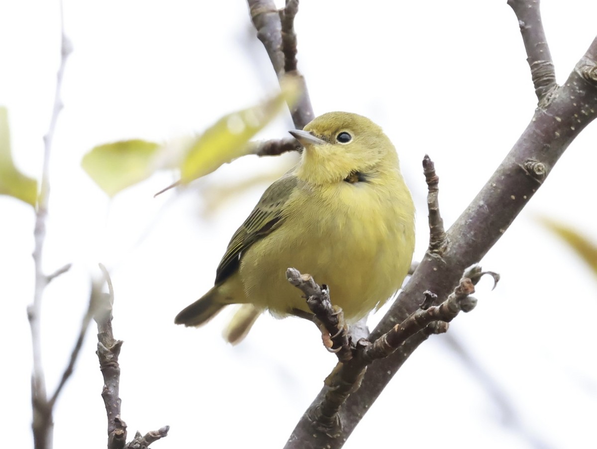 Northern Yellow Warbler - ML645009627