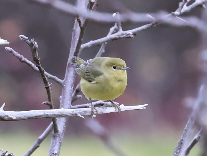 Northern Yellow Warbler - ML645009628