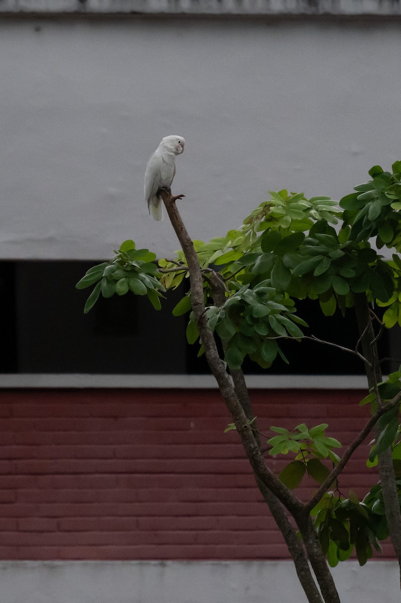 kakadu tanimbarský - ML645009645