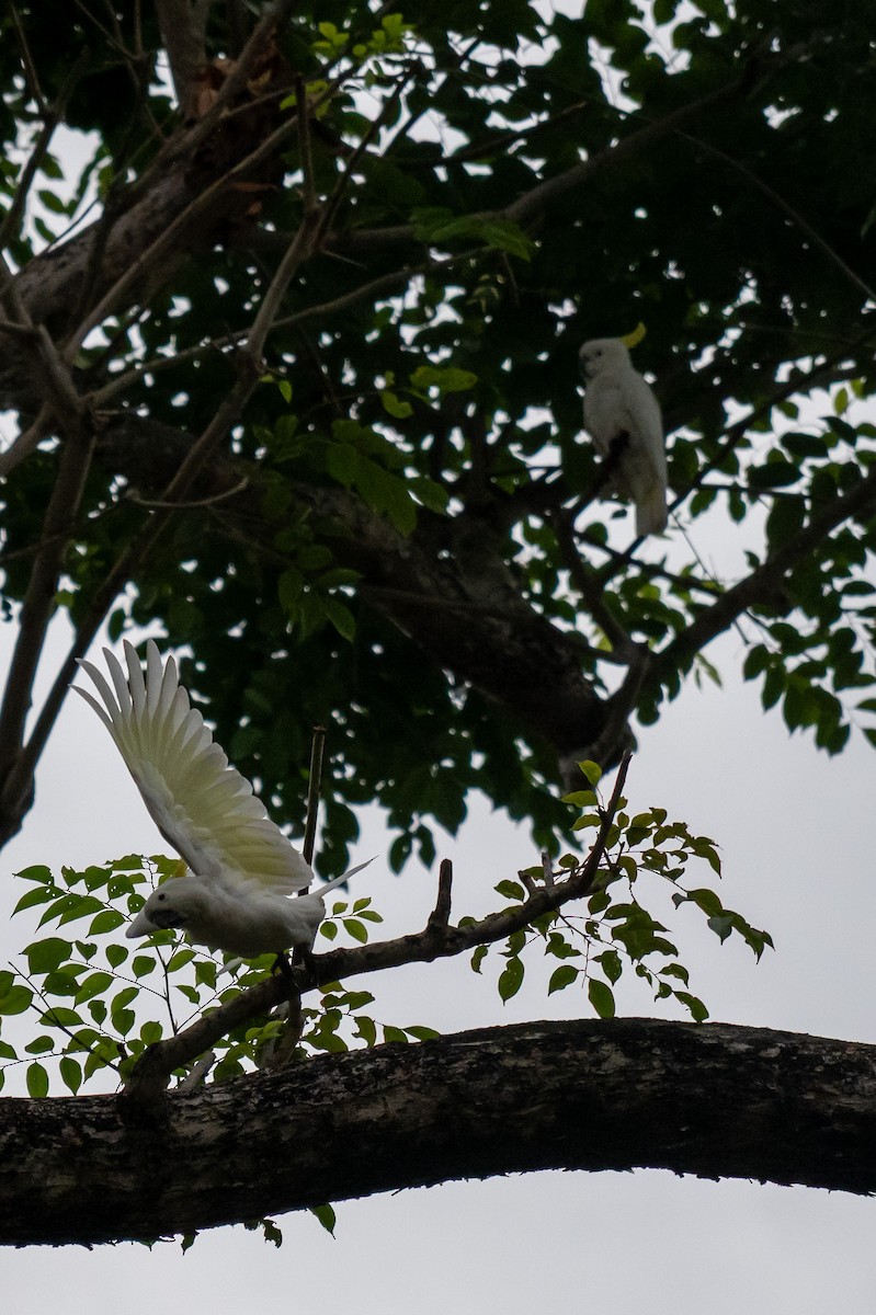 kakadu žlutolící - ML645009649