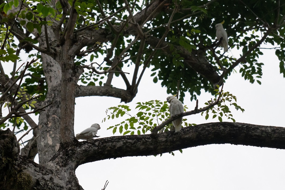 kakadu žlutolící - ML645009650