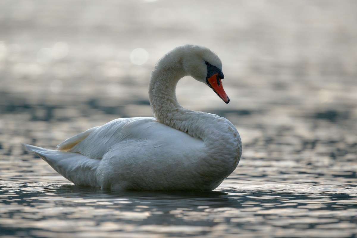 Mute Swan - ML645009657