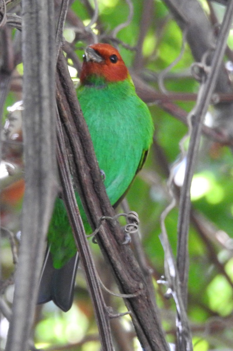 Рыжеголовая танагра - ML645009659