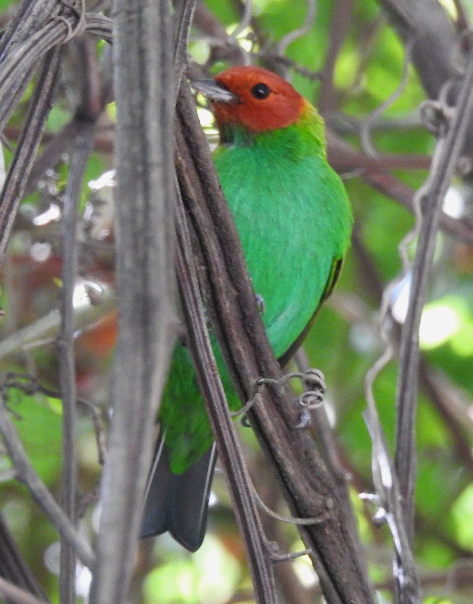 Рыжеголовая танагра - ML645009660