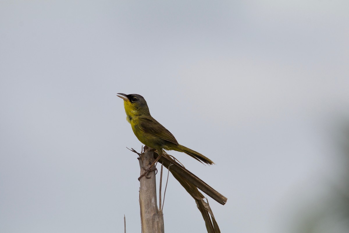 Gray-crowned Yellowthroat - ML645009691