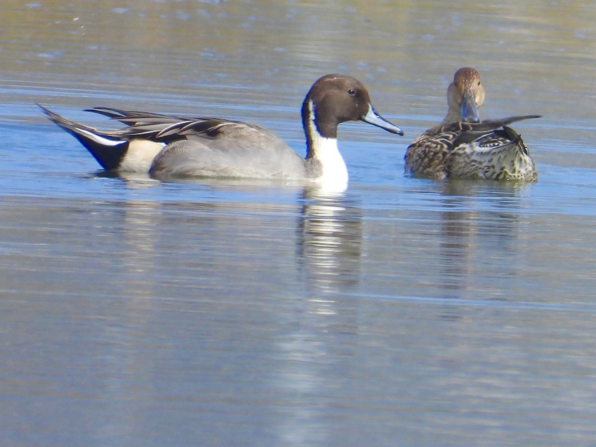 Northern Pintail - ML645009704