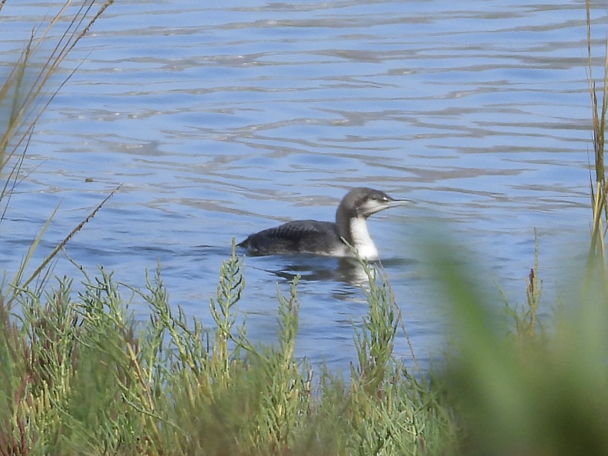 Pacific Loon - ML645009713