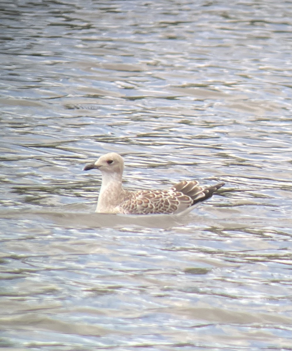 ニシズグロカモメ - ML645009728