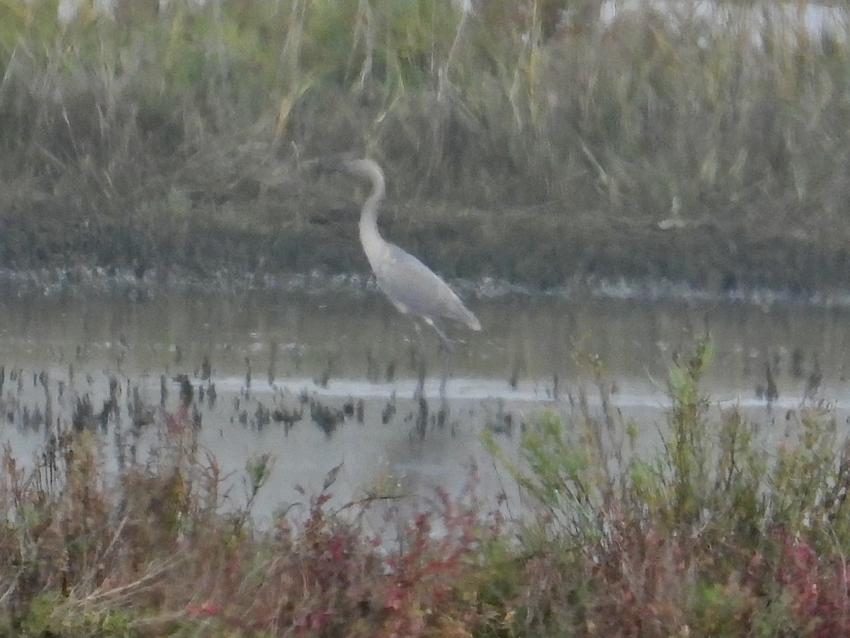 Reddish Egret - ML645009744