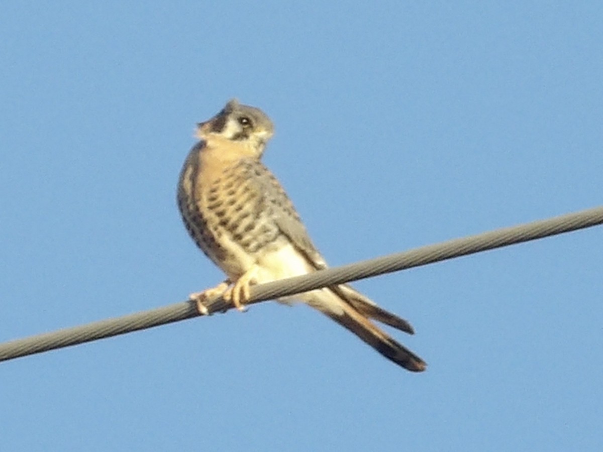 American Kestrel - ML645009745