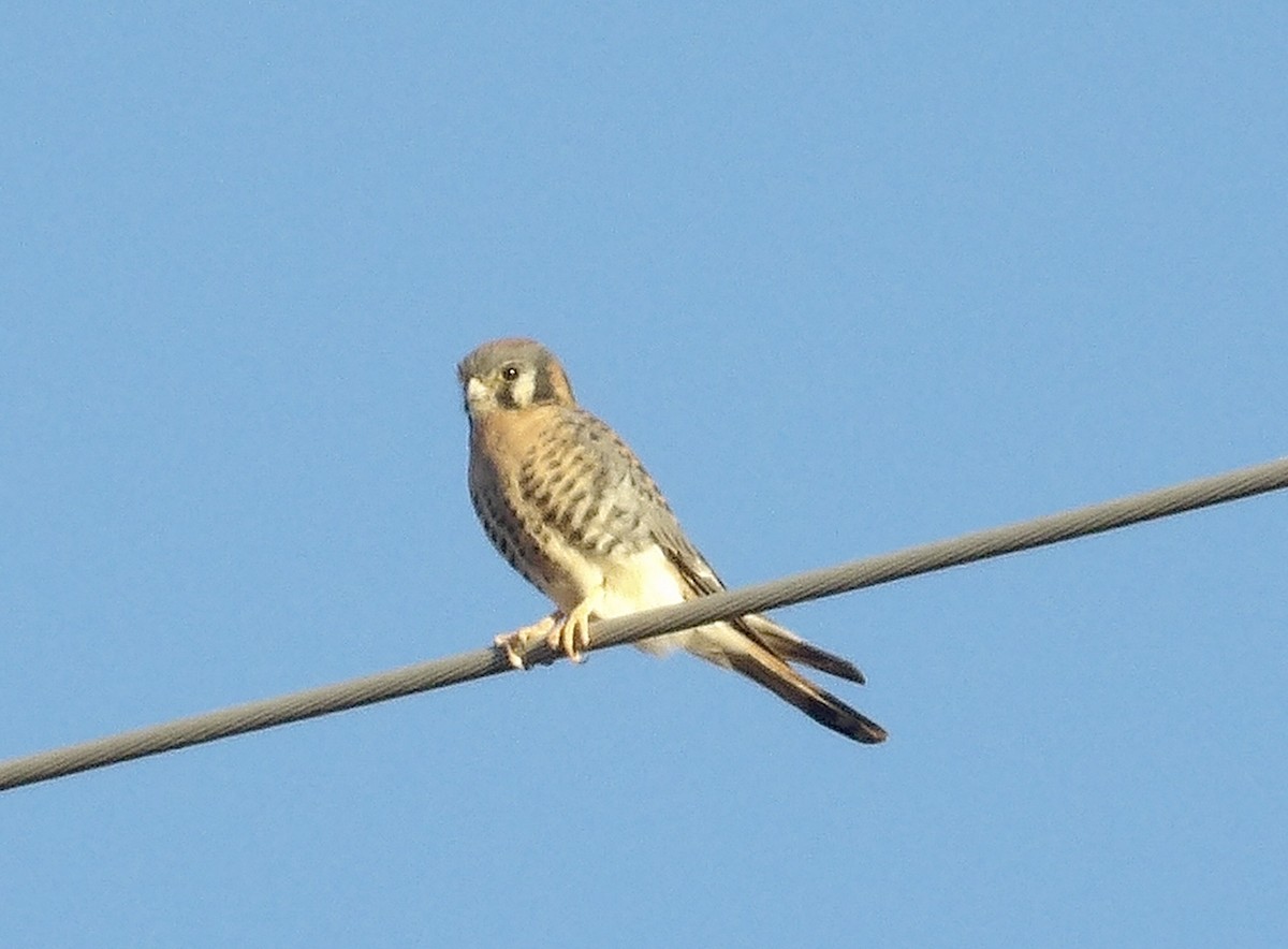 American Kestrel - ML645009746