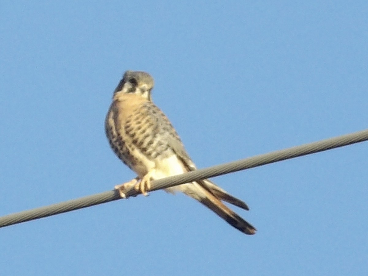 American Kestrel - ML645009747