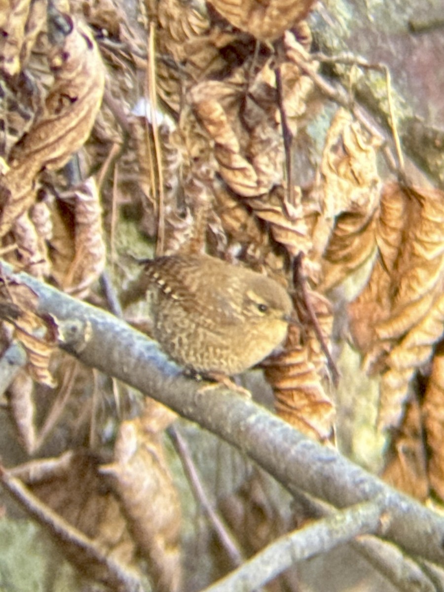 Winter Wren - ML645009748