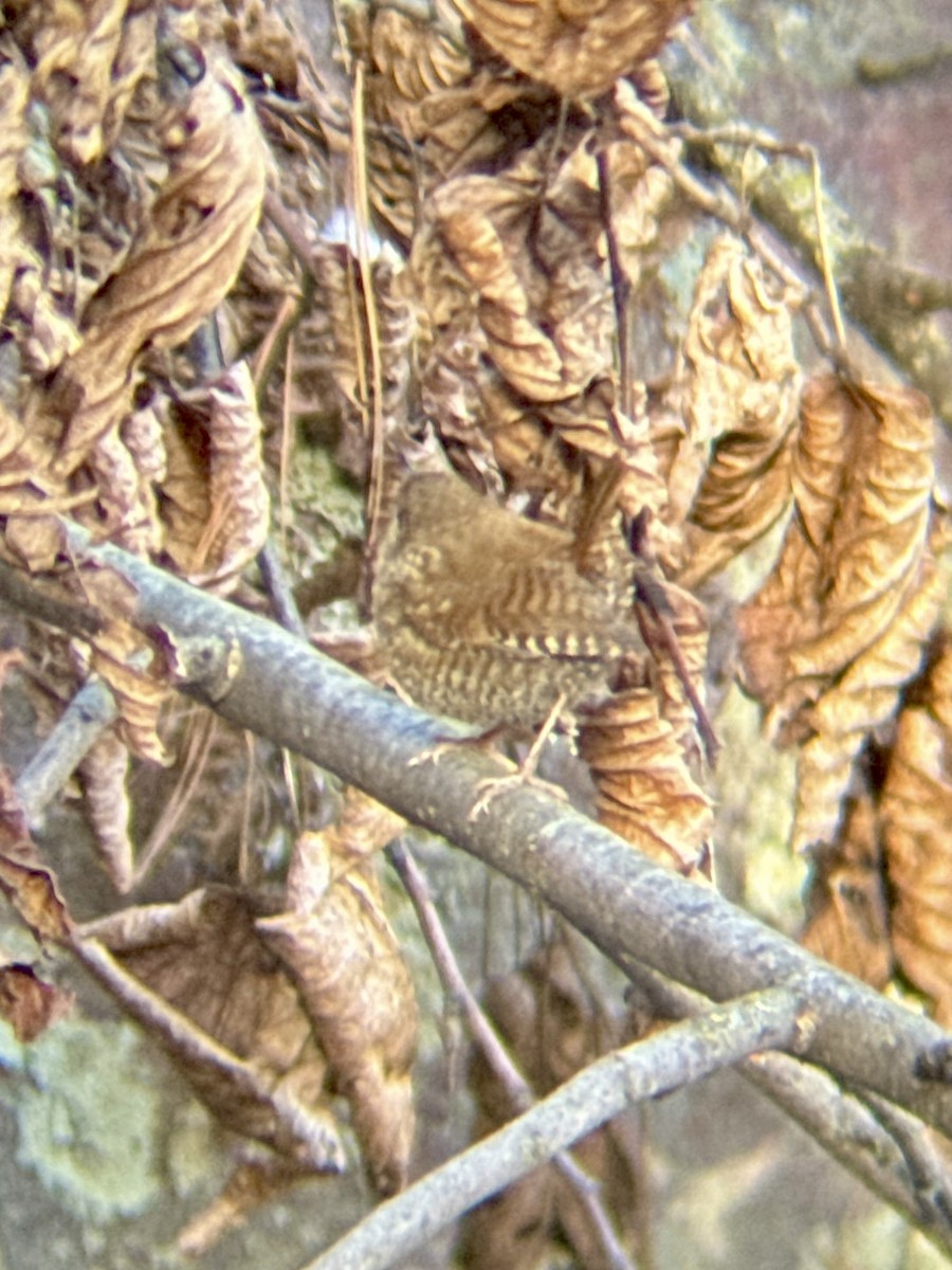 Winter Wren - ML645009749