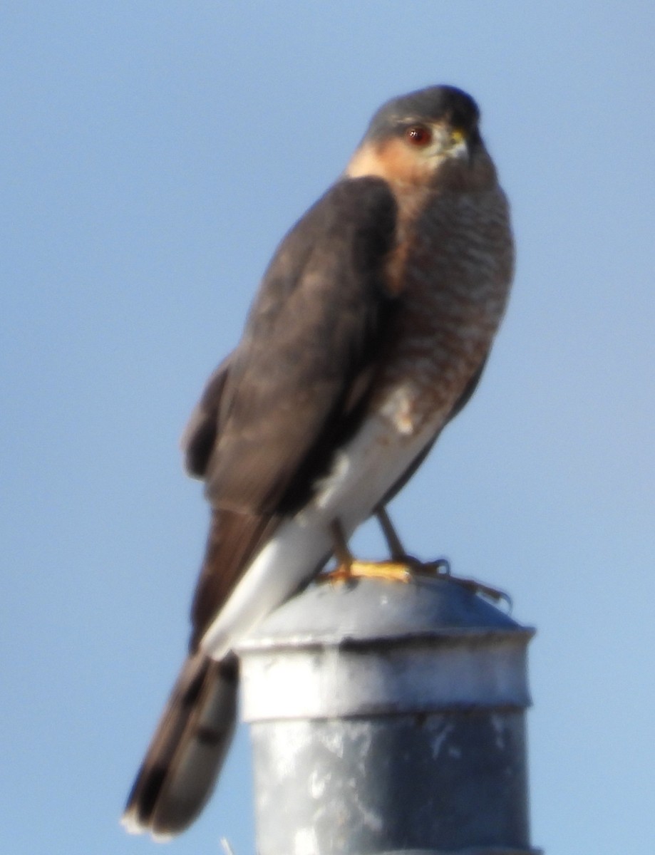 Sharp-shinned Hawk - ML645009751